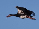 wilde makou vlieg 2  Wilde makou - Spur winged goose : frieda